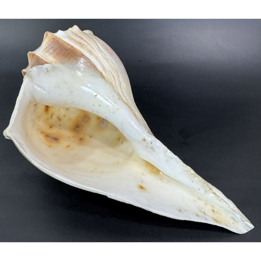 Large 12" Natural Lightning Whelk Shell Coastal Beach Nautical Ocean Decor Left - Picture 3 of 16